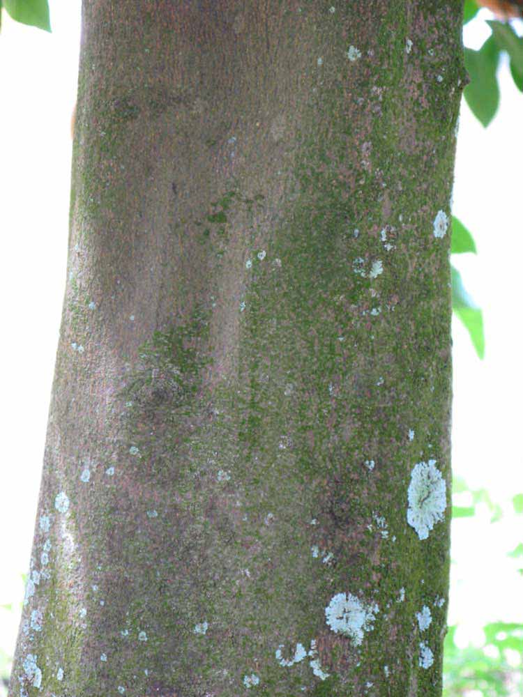            Bark (Winter Haven, FL)      